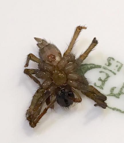 Lycosoides coarctata